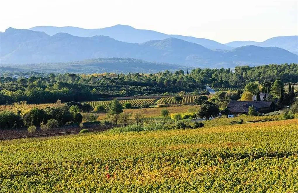Adventures in Rose Wine in Provence